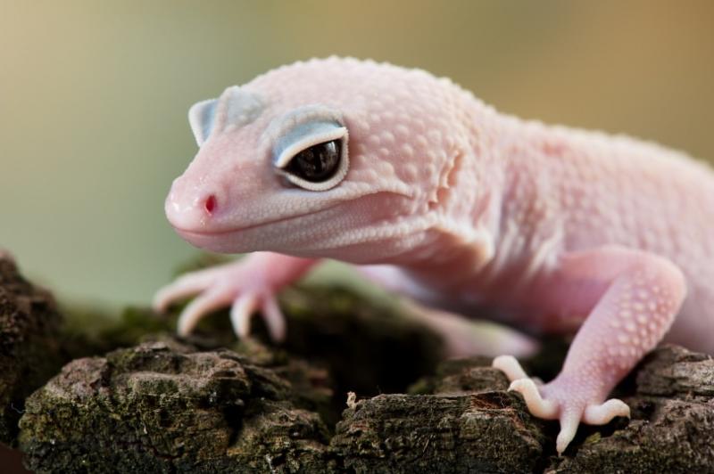 Blizzard Leopard Gecko: Informacje, zdjęcia i przewodnik pielęgnacji dla początkujących