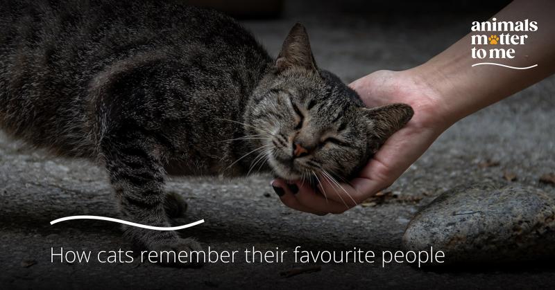 Czy koty pamiętają ludzi i jak długo? Wyjaśnienie kociej pamięci