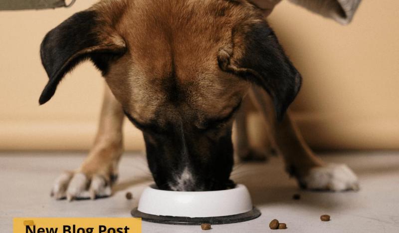Czy psy mogą jeść proso? Potencjalne zagrożenia i korzyści zweryfikowane przez weterynarza