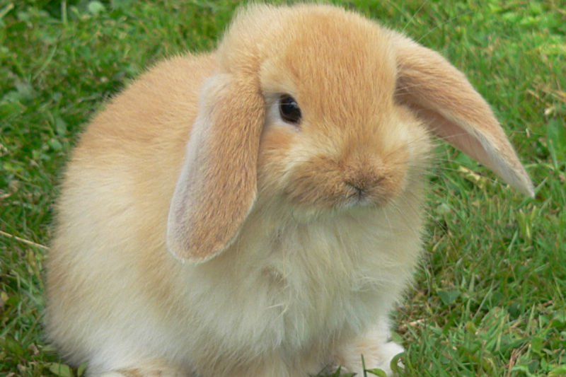 1. French Lop