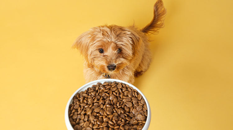 Czy sucha karma jest szkodliwa dla psów? Wady i zalety oceniane przez weterynarzy