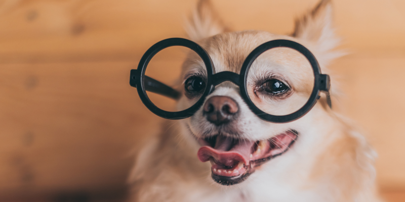 15 fascynujących faktów na temat oczu i wzroku psa