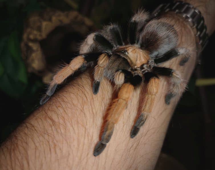 Tarantula pustynna Arizona Blonde: karta pielęgnacji, długość życia i inne informacje