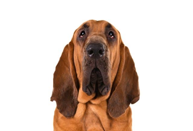 10 najczęstszych problemów zdrowotnych psów rasy bloodhound: Nasz weterynarz wyjaśnia