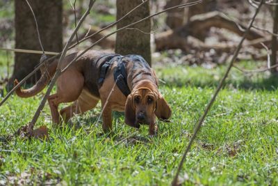 Jak inteligentny jest bloodhound? Fakty, porady i porównania