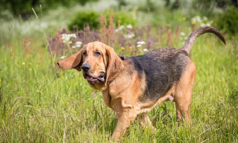 Bloodhound Basset Rasa mieszana: Pielęgnacja, zdjęcia, informacje i więcej