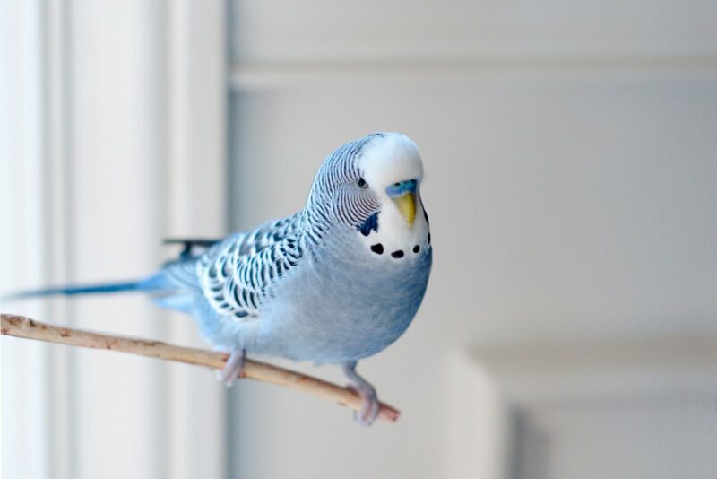 10 gatunków niebieskich papug: Które są świetnymi zwierzętami domowymi (ze zdjęciami)