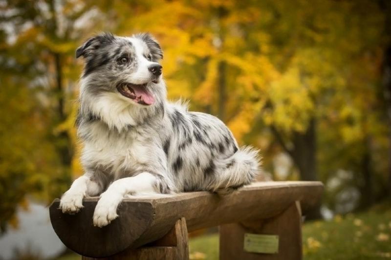 Jak określić wiek psa rasy Border Collie?