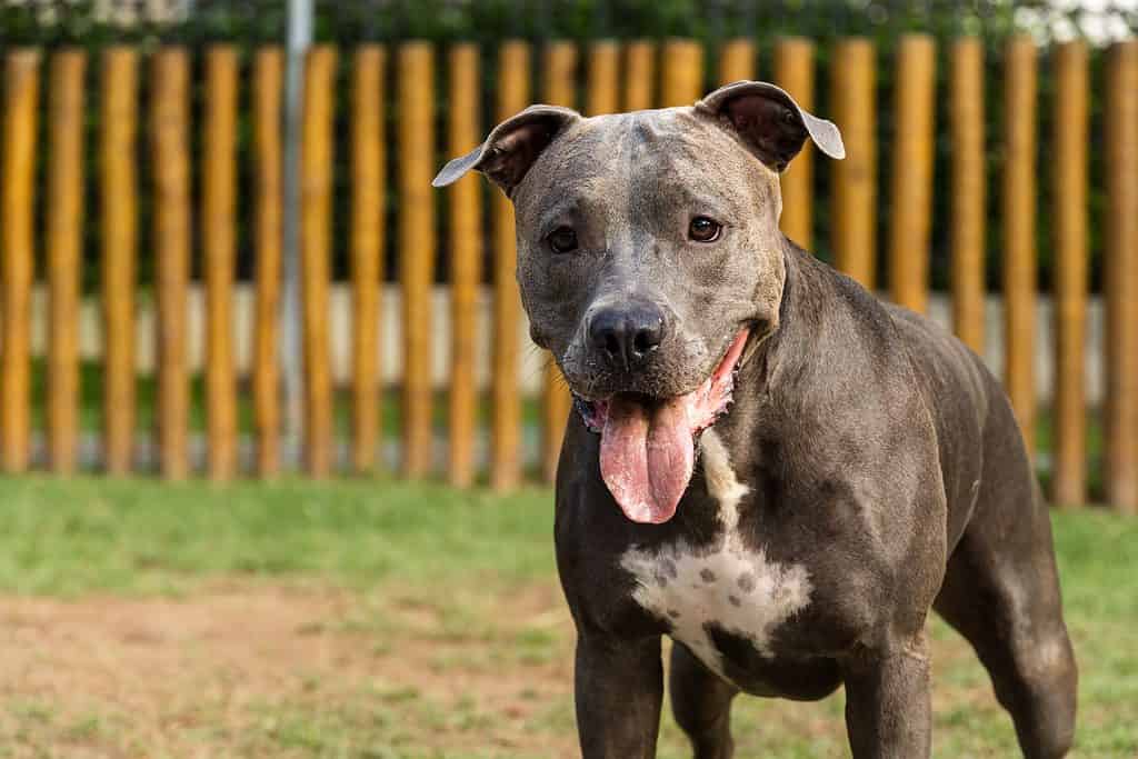 Temperament i inteligencja pitbulla niebieskonosego