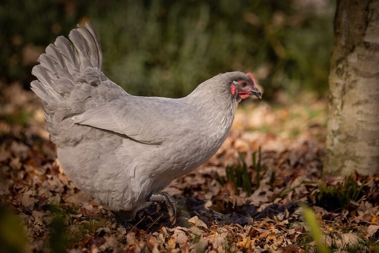 8 ras szarych kurczaków (ze zdjęciami)