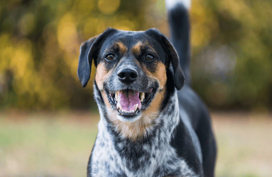 Blue Tick Beagle: zdjęcia, informacje, pielęgnacja, cechy i więcej