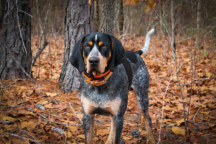 Przewodnik po rasie psów Bluetick Coonhound: Informacje, zdjęcia, pielęgnacja i więcej!