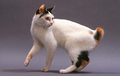 1. To jedna z najstarszych ras kotów.