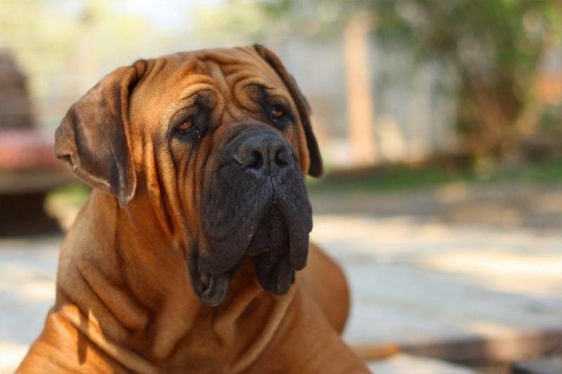 Jak wybrać idealne imię dla psa rasy boerboel?