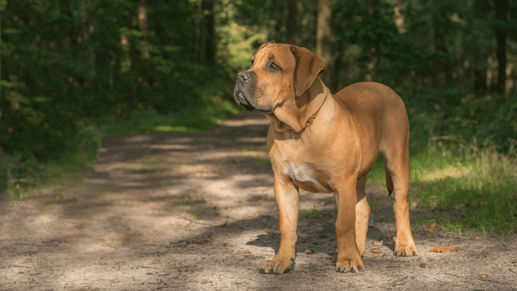 Charakterystyka Cane Corso Boerboel Mix