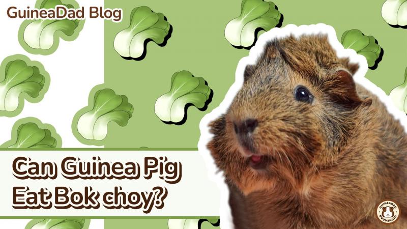 Czy świnki morskie mogą jeść kapustę pekińską?