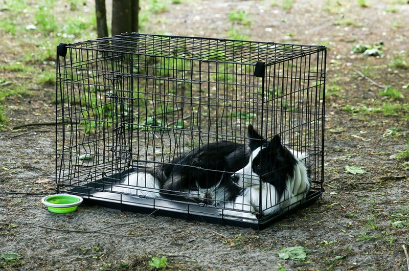 Jaki rodzaj klatki jest najlepszy dla Border Collie?