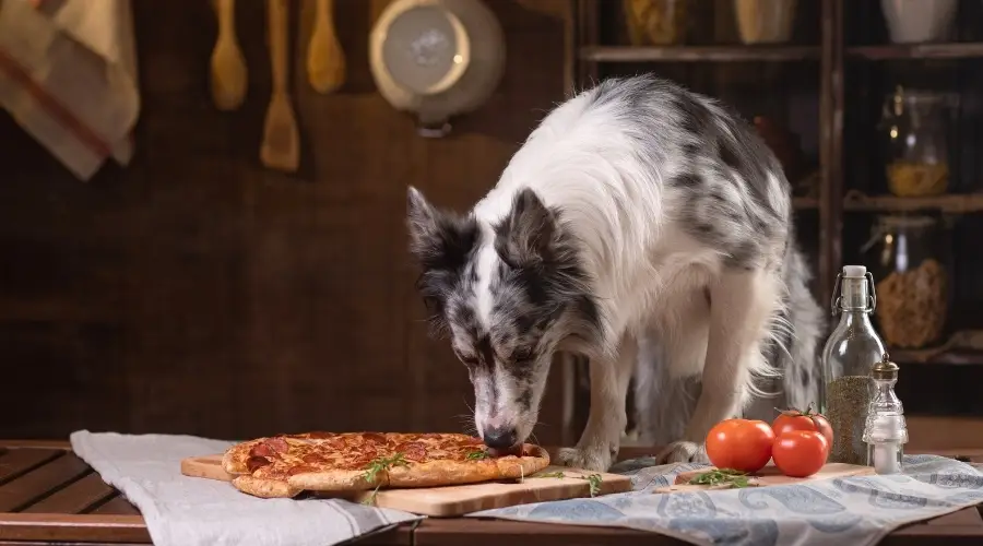 Dlaczego psy nie mogą jeść pizzy?