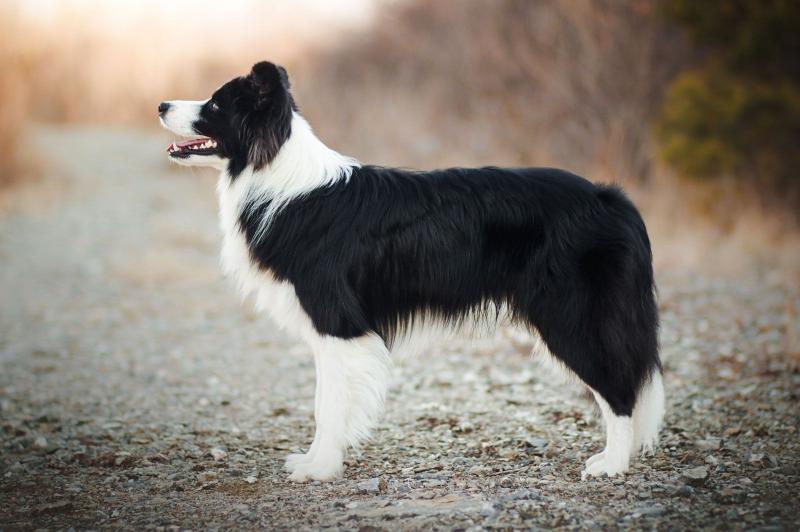 Gwiazdy kochają Border Collie