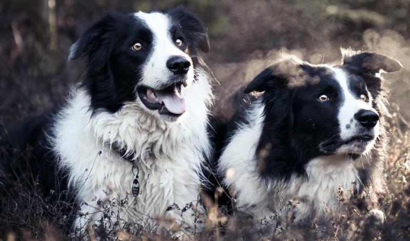 Jak inteligentne są psy rasy Border Collies? Fakty i najczęściej zadawane pytania