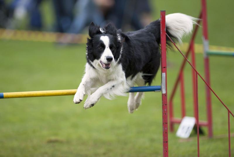 3 najważniejsze fakty na temat białego Border Collie