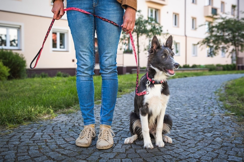 2. Pies jest znudzony