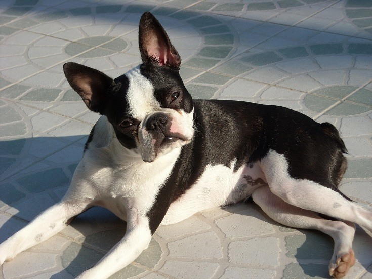 Boston Terrier w podeszłym wieku