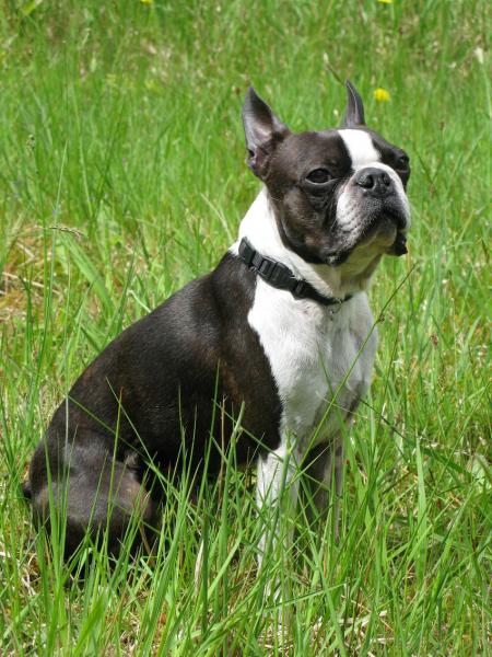Rasa psów Boston Bull Terrier: informacje, zdjęcia i przewodnik pielęgnacji