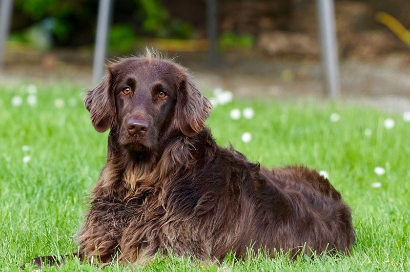 Szczenięta rasy Boykin Spaniel