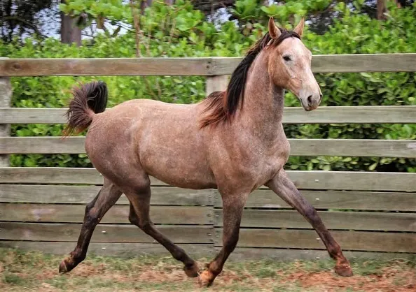 3. Campolina Horse