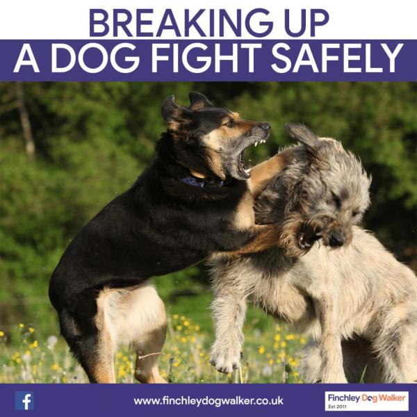 Jak zapobiegać bójkom psów w psim parku?