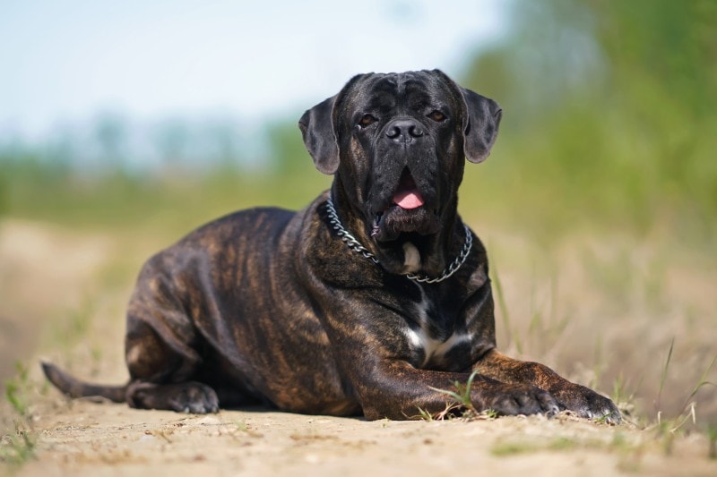 Wiśniowe oko u Cane Corsos: Objawy, przyczyny i leczenie (odpowiedź weterynarza)