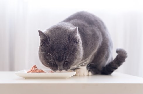 8. Royal Canin Veterinary Diet Gastrointestinal Mokra karma dla kotów