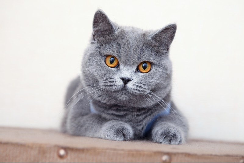 Czy koty brytyjskie krótkowłose dużo linieją? Co powinieneś wiedzieć!
