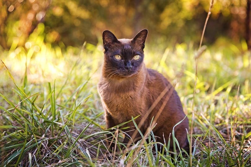 Czy brązowe koty są rzadkie? Fakty, rasy i zdjęcia