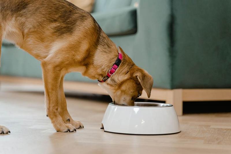 Przegląd karmy dla psów Answers 2024: Wycofane produkty, zalety i wady