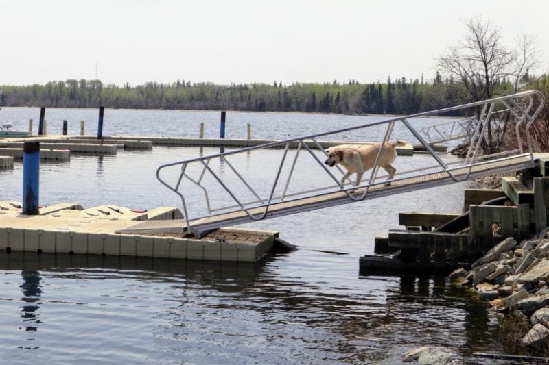 8. Paws Aboard Doggy Boat Ladder and Ramp