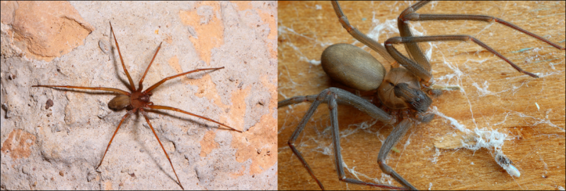 1. Pająk czarna wdowa (rodzaj Latrodectus)