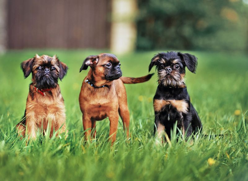 4. Griffonshire (gryfonik brukselski x yorkshire terrier)