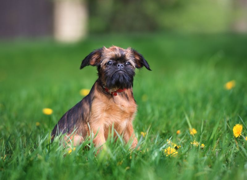 8. Brottweiler (gryfonik brukselski x rottweiler)