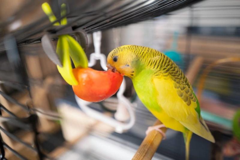 Czy papużki faliste mogą jeść marchewkę? Nauka i informacje żywieniowe zatwierdzone przez weterynarza