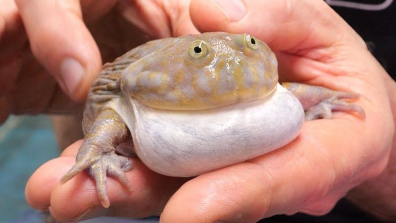 Jak opiekować się żabą Budgetta?
