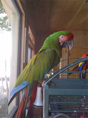 5. Camelot Macaw