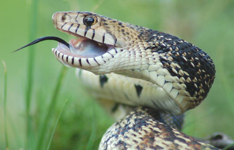 10 węży występujących w Montanie