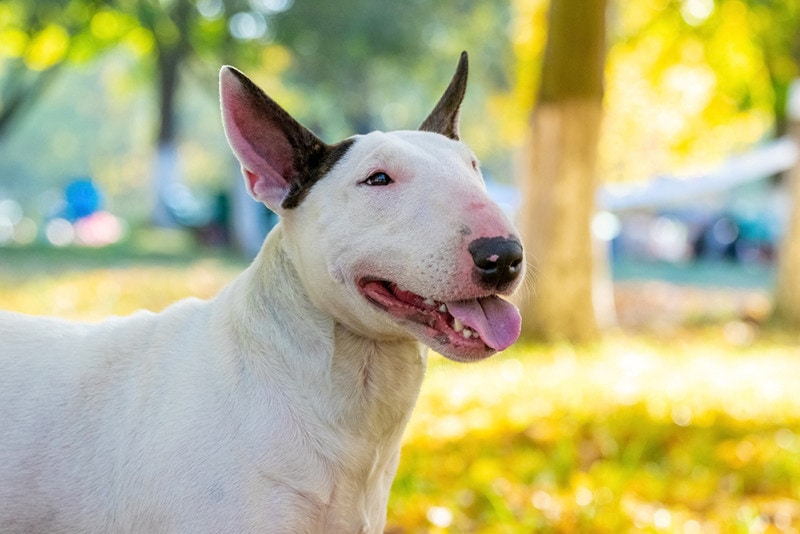 Hipoalergiczny bull terrier miniaturowy