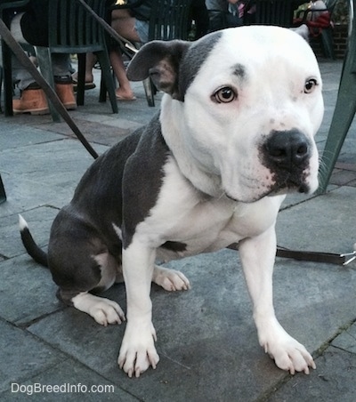 Pitbull Bulldog Mix Przewodnik po rasach psów: Informacje, zdjęcia, pielęgnacja i więcej!