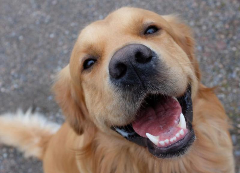 Mimika twarzy szczęśliwego psa