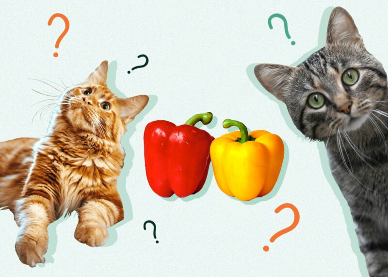 Czy koty mogą jeść paprykę? Fakty żywieniowe sprawdzone przez weterynarza & FAQ