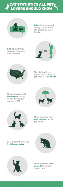 Ile kotów jest adoptowanych z amerykańskich schronisk dla zwierząt?