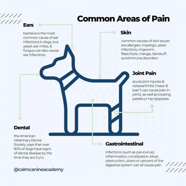 Agresja wywołana bólem u psów: objawy i rozwiązania opisane przez weterynarza